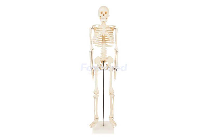 Human Skeleton Model FYM1103